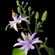 grewia_occidentalis kvety.jpg